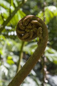 Hawaiian fern