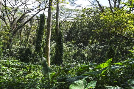 manoa valley2