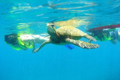 snorkel-with-sea-turtles-oahu