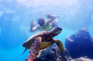 turtle-tours-hawaii