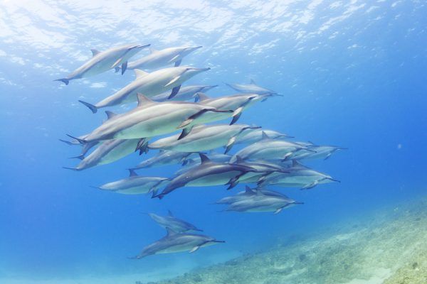 dolphins-oahu