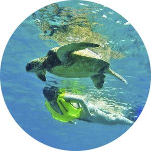 Private Tours Oahu Hawaii Snorkeling Tours 