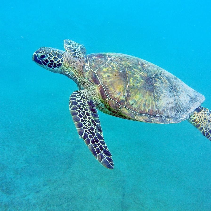 Swimming With The Sea Turtles – Hawaii Real Nature Tours