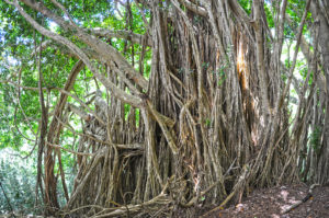 manoa valley2